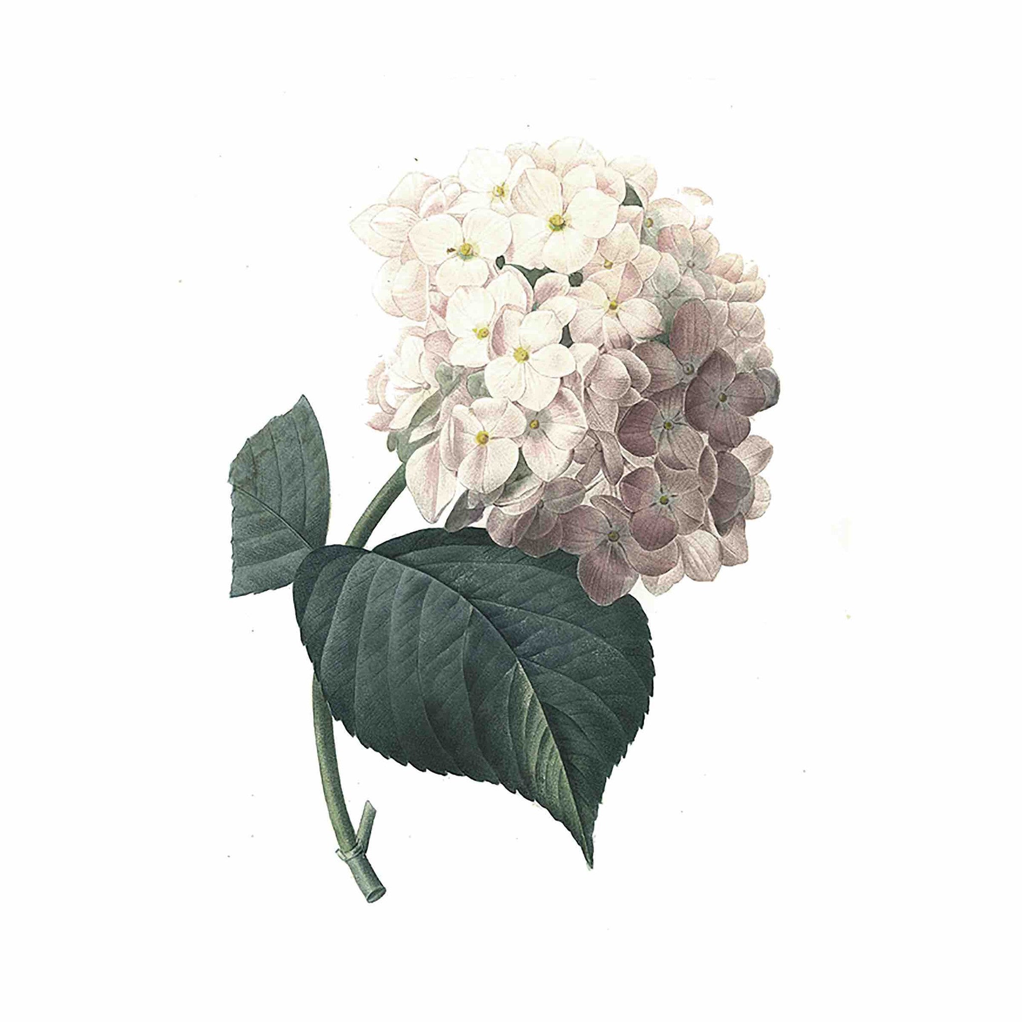 Hydrangea - BIOS APOTHECARY - Encyclopedia of Herbs