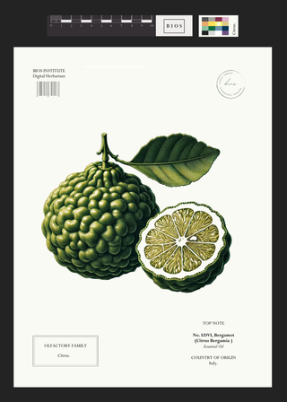 Bergamot