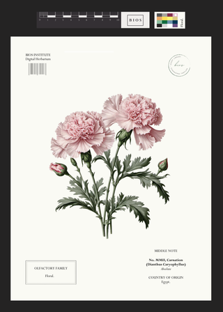 Carnation