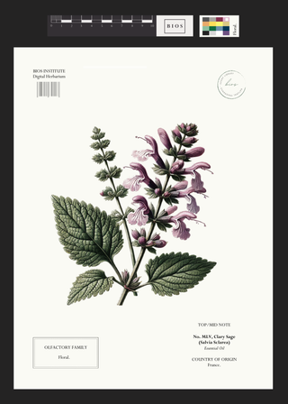 Clary Sage