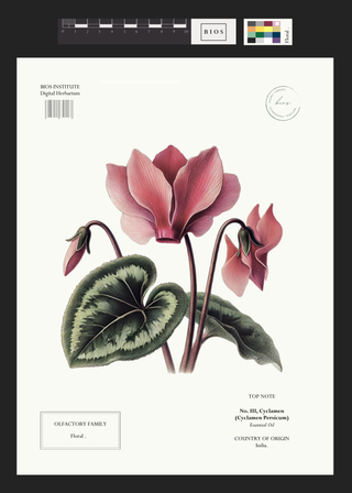 Cyclamen