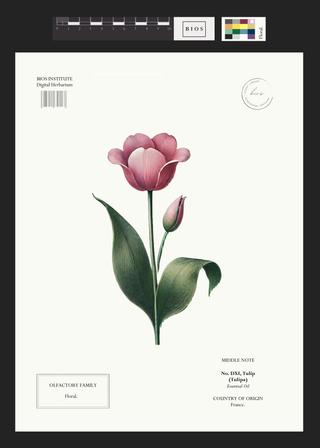 Tulip